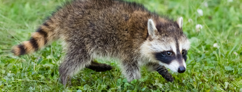 Sick Raccoon Warning